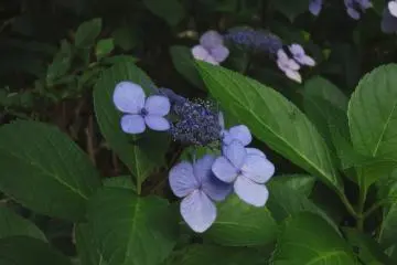 <p>Purple hydrangeas were in full bloom in the garden</p>