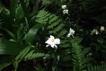 <p>Delicate white flowers</p>