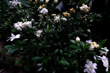 <p>Color of flowers varies from white to light yellow to deep yellow</p>