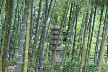 <p>Feel refreshed in the greenery of the bamboo</p>