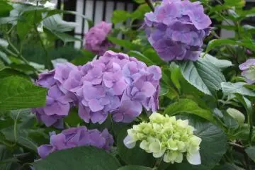 <p>Colors&nbsp;change&nbsp;even in on the same plant</p>