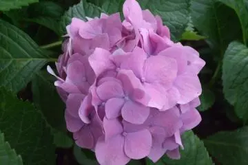 <p>Bright pink petals</p>