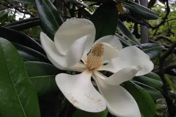 <p>Big flower of Taizanboku&nbsp;(Southern Magnolia); only&nbsp;a few flowers bloom on the tree. Each of them is around 30 centimeters in diameter.</p>