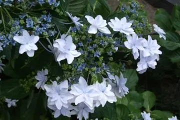 <p>A lacecap hydrangea with pure white petals</p>