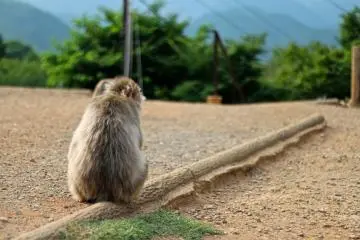 <p>...บางตัวก็ครุ่นคิด...(จริงๆคือหันหน้าเมินกล้องตลอด ถ่ายรูปสัตว์ยากจัง)</p>