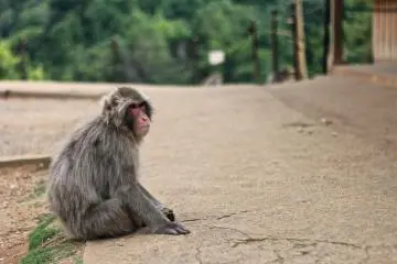 <p>...ลิงญี่ปุ่น หน้าแดง...</p>