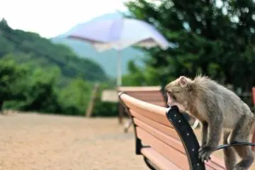 <p>...ให้อาหารผมเถอะ หิวจนแทะม้านั่งแล้ว...</p>