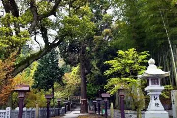 Pathway with a giant cypress