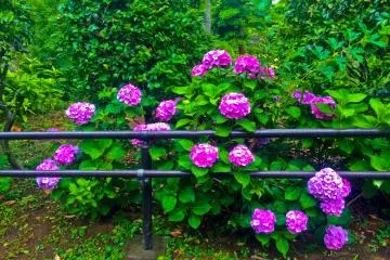 Some of the many colorful hydrangeas found around Nogeyama Park