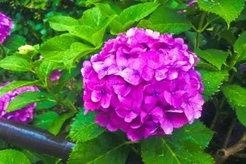 A hydrangea up close