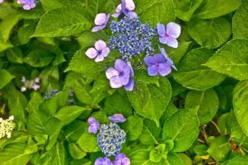 There are over 50 different species of hydrangea found in Asia and these are just a few examples