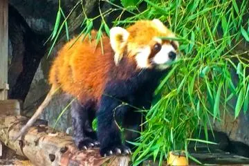 A Red Panda; one of the star attractions at Nogeyama