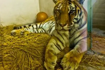 Up close and personal with a Tiger