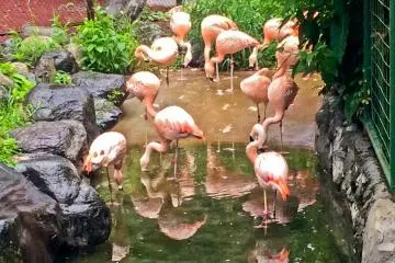 Several pink Flamingos