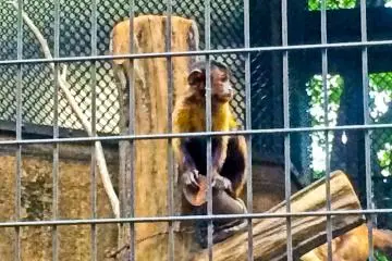 A rather cute little 'Tuften Capuchin`, (a small South American Money)
