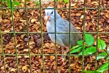 A New Caledonian 'Kagu'; rarely found outside of New Caledonia