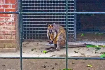 A Wallaby; Oh yeh mate!