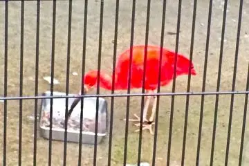 A very colorful 'Scarlet Ibis'