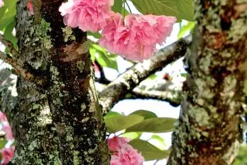 <p>A refreshing sight in early May</p>