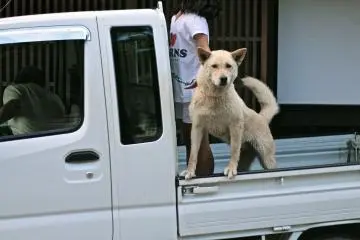 <p>...น้องหมา...</p>