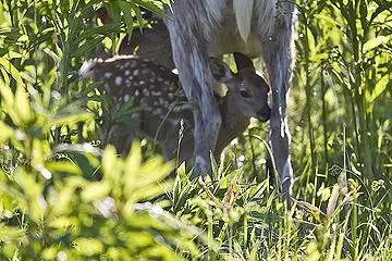 <p>Bambi in Japan</p>