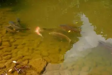 <p>Be on the lookout for Koi fish in the ponds...</p>