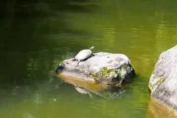 <p>...and turtles!</p>