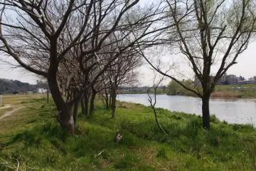 Flora on the banks of the river
