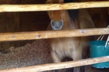 <p>Guests are immediately welcomed by this inhabitant.</p>