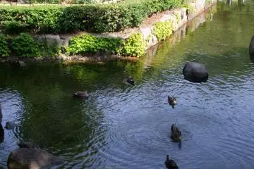 <p>Nice weather for ducks</p>
