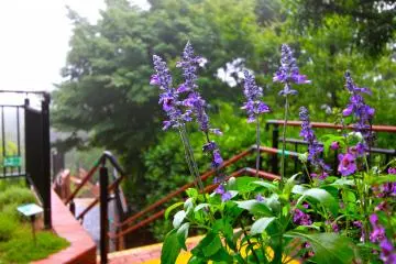<p>ดอกไม้สีม่วง</p>