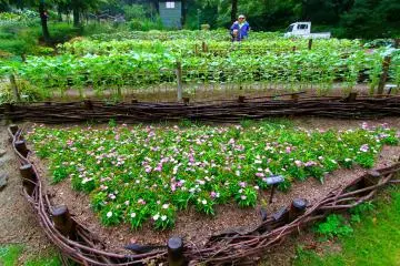 <p>"Kaze no Oka Flower Garden"</p>