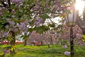 Sakura di Hiroshima Mint