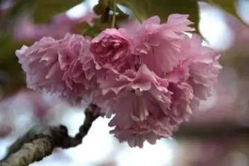 Sakura di Hiroshima Mint