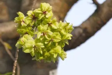Sakura di Hiroshima Mint