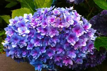 <p>This hydrangea is known for having a multiple petal, being one over another. Gives it a beautiful effect!</p>