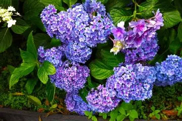 <p>More multiple petal hydrangeas</p>