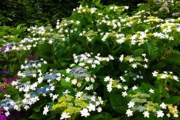<p>Yes! These, too, are hydrangeas!</p>