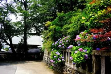 <p>Hydrangeas blooming in the gardens</p>