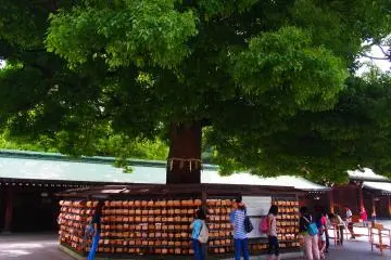 <p>On the trees are hanging &lsquo;ema&rsquo;, votive tablets for special personal prayers and gratitude toward the deities enshrined in Meiji-Jingū. You can write your wishes on the tablets and have them hung on the divine tree, to be offered to the deities by priests at mikesai, the daily morning ceremony.</p>