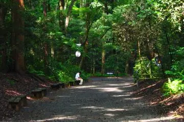 <p>The Shrine itself is not the only place for reflection. Some favor the abundant gardens of Yoyogi Park around the Meiji temple over the temple itself</p>