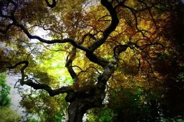 <p>Sunlight filtered through the branches of a beautiful tree</p>