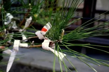 <p>Omikuji (fortune telling papers) tied to a pine branch</p>