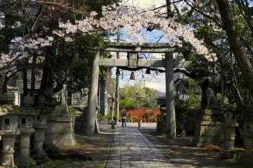 <p>A spray of cherry blossom arching over a stone torii</p>