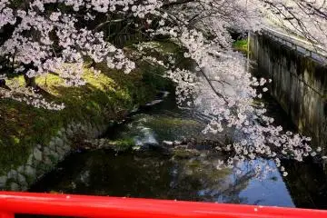 <p>Branches of cherry blossom hanging low over the river &nbsp;</p>