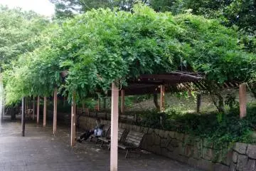 <p>A shady place to doze</p>