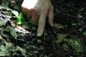 <p>Watch your step not to walk on this oak sprout!</p>