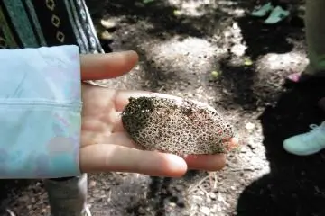 <p>A moth cocoon that has fallen from a tree</p>