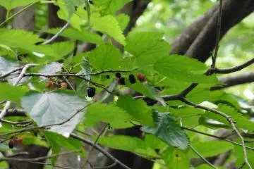 <p>Getting a little hungry during the tour? Have some wild mulberries, but be sure to eat only the black ones!</p>