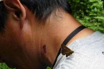 <p>This visitor's sweat apparently tasted good to this butterfly</p>